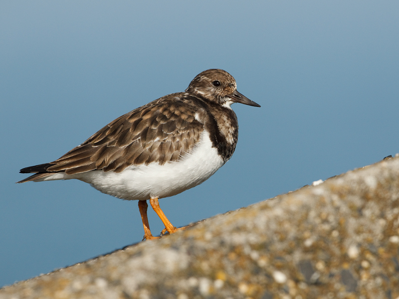 Arenaria interpres Steenloper Turnstone